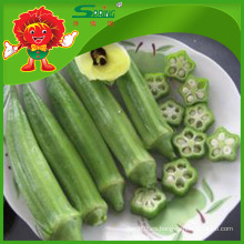 Okra orgánica congelada nuevo del cultivo para la venta